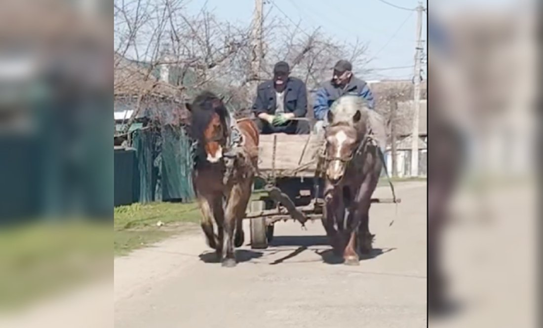 Чиж та Ельза гній вивозять у парі