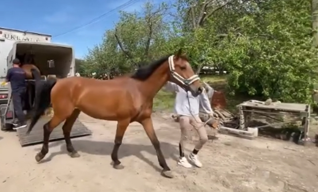 27 державних коней з Харківщини прихистили на Чернігівщині