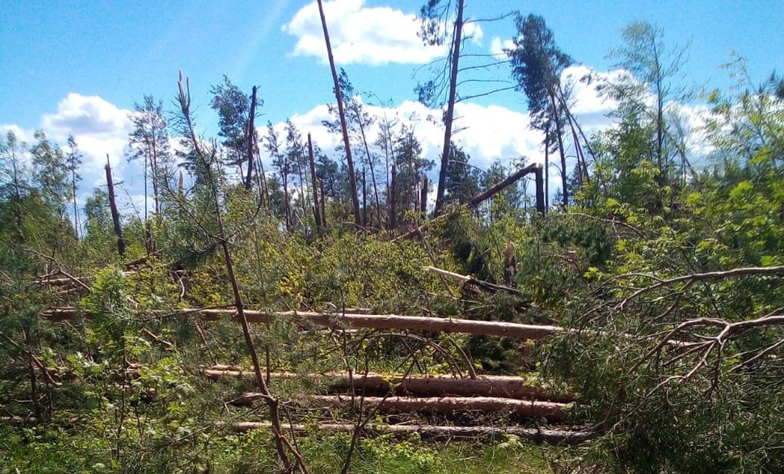 Сотні гектарів повалених дерев: на Чернігівщині лісівники підраховують збитки після буревіїв