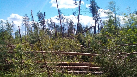 Сотні гектарів повалених дерев: на Чернігівщині лісівники підраховують збитки після буревіїв
