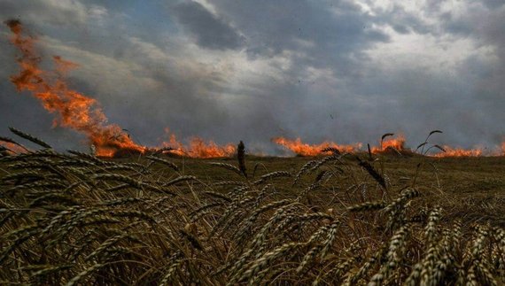 На Чернігівщині горіло 23 га жита через обстріли