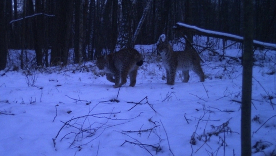 У Чорнобилі у фокусі знову рисі. Але тепер рідкісні дитинчата