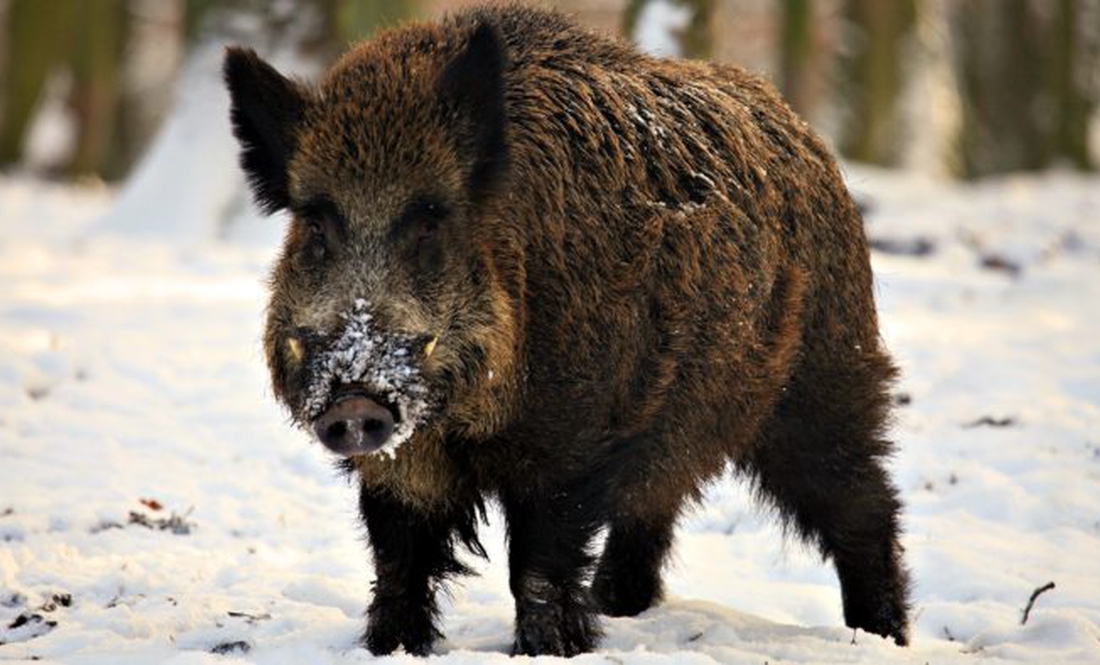 На Чернігівщині виявлено вірус африканської чуми свиней