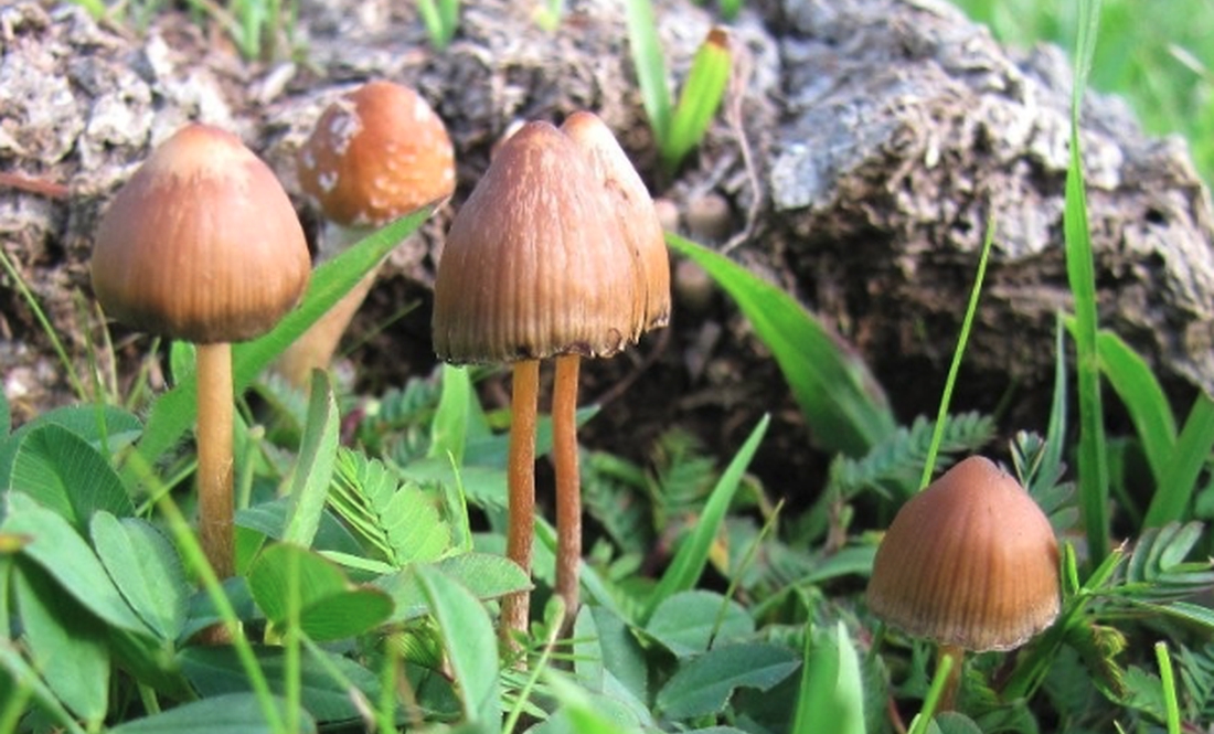 За «веселящі» грибочки, знайдені на Чернігівщині, — 34 тисячі гривень штрафу