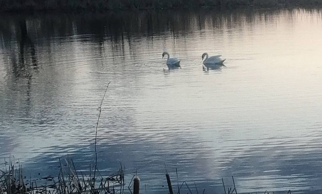 Лебеді повернулись на очисні ставки в Ніжині