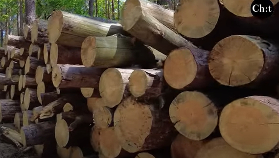 Скільки дров купили люди на Чернігівщині за 2023 рік у лісництв