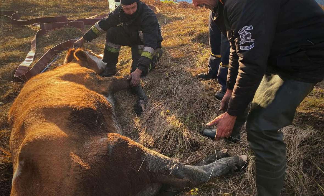 На Чернігівщині надзвичайники врятували корову, яка втрапила у водяну пастку