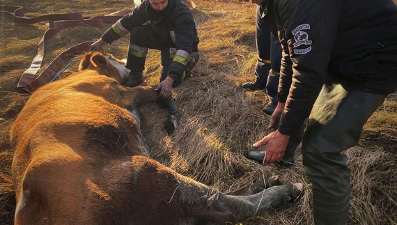 На Чернігівщині надзвичайники врятували корову, яка втрапила у водяну пастку