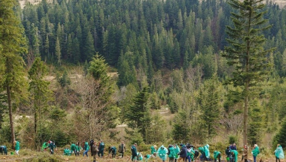 Мільярд дерев, анонсованих президентом Зеленським - це не так вже і нереально