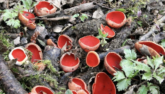 Весна на Чернігівщині: червона ельфова чаша прокинулася