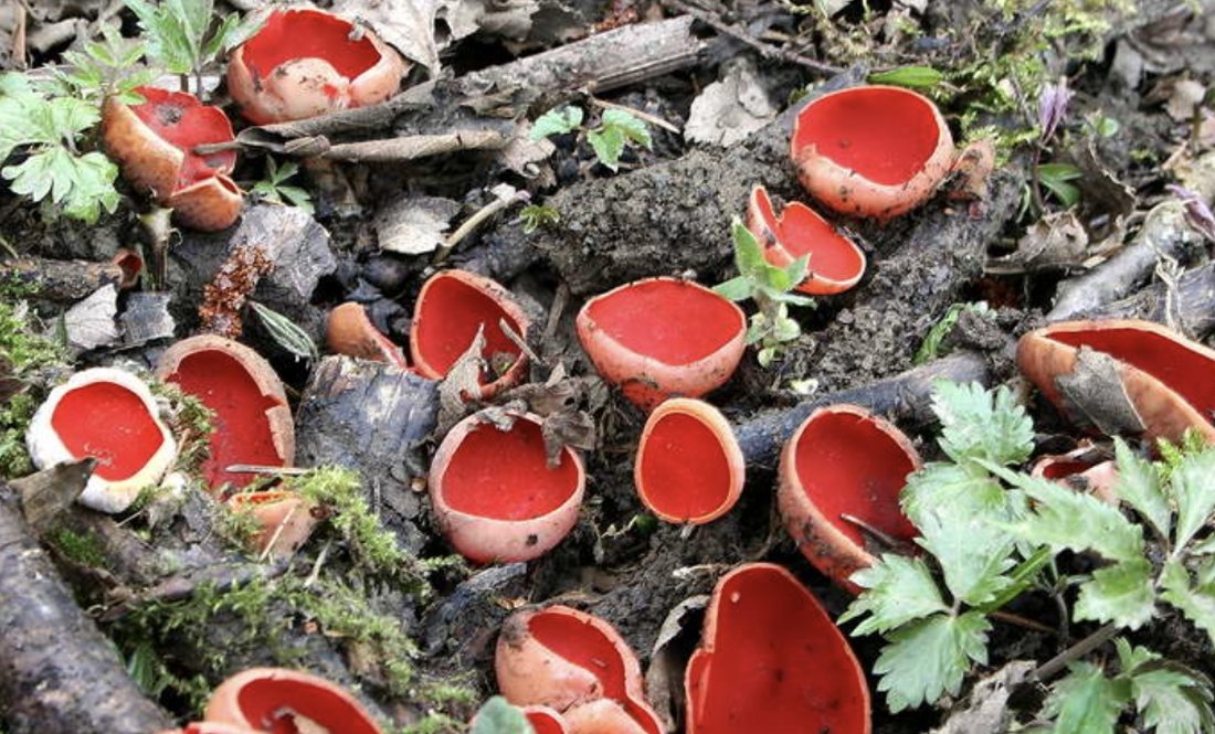 Весна на Чернігівщині: червона ельфова чаша прокинулася