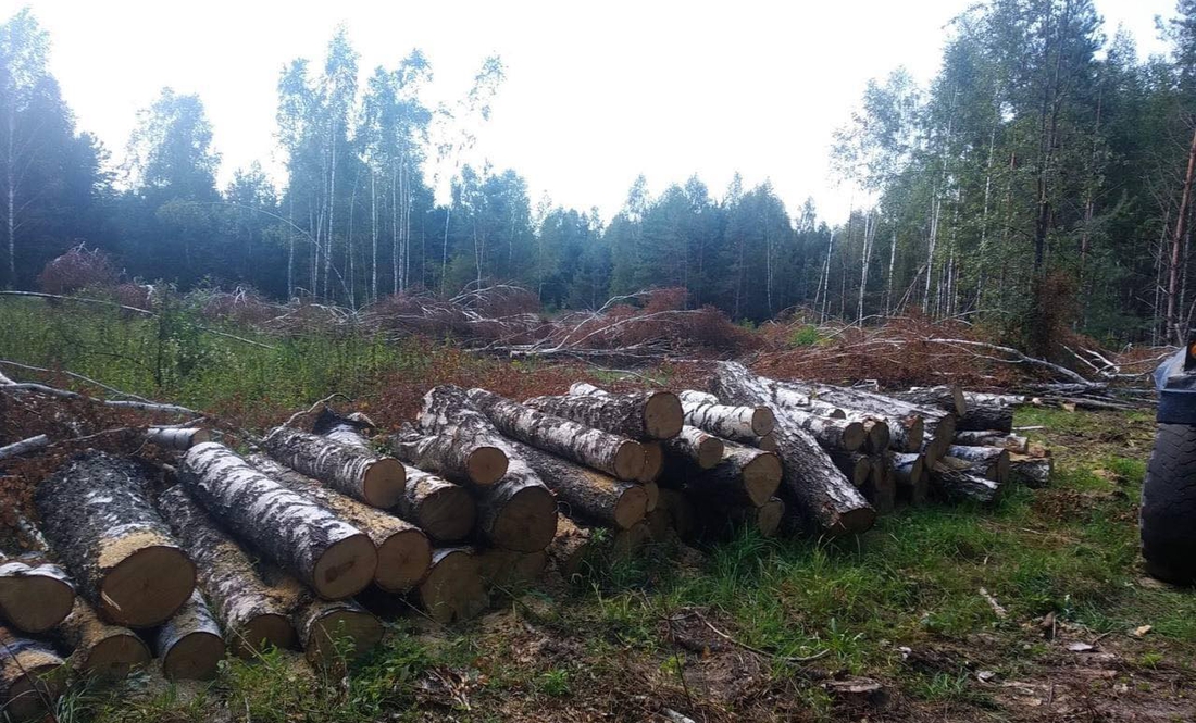 У Городнянській громаді незаконно напиляли майже столітніх берез на 1,3 млн грн