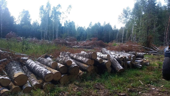 У Городнянській громаді незаконно напиляли майже столітніх берез на 1,3 млн грн