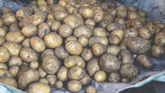 Як краще зберігати картоплю? В сітках чи насипом? Як варіант — «забулись викопати»