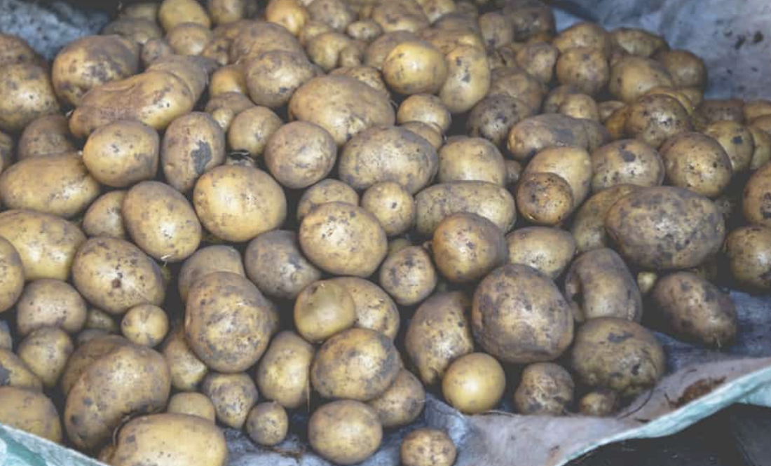 Як краще зберігати картоплю? В сітках чи насипом? Як варіант — «забулись викопати»