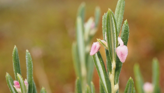 На Чернігівщині є отруйна рослина, що названа на честь міфічної красуні