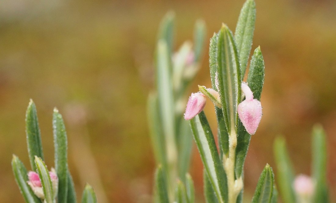 На Чернігівщині є отруйна рослина, що названа на честь міфічної красуні