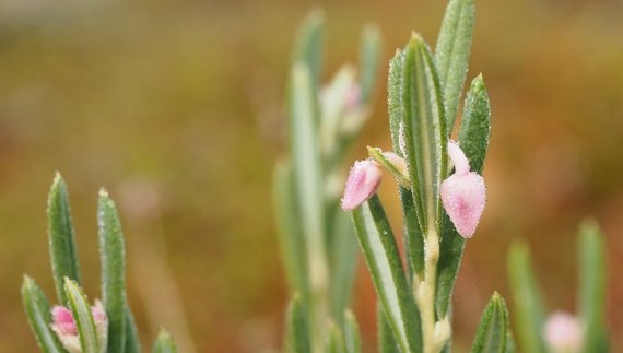 На Чернігівщині є отруйна рослина, що названа на честь міфічної красуні