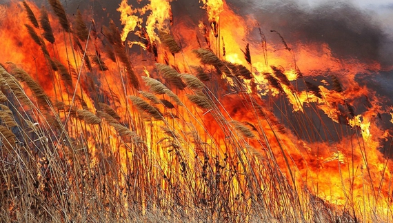 Великі штрафи не лякають чернігівців – на вихідних рятувальники ліквідували 29 пожеж у природних екосистемах