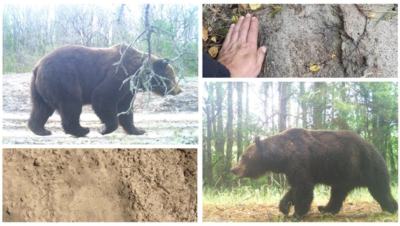 «Ніби як вдома»: у Чорнобильському заповіднику у фотопастку потрапив бурий ведмідь