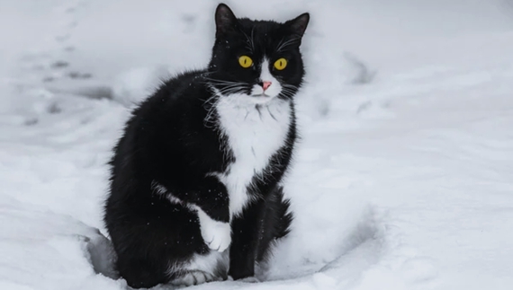 Автівка перевернулася - кіт Фіма втік. Власниця шукає свого улюбленця
