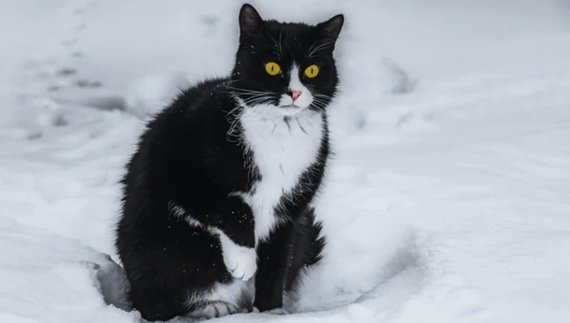 Автівка перевернулася - кіт Фіма втік. Власниця шукає свого улюбленця