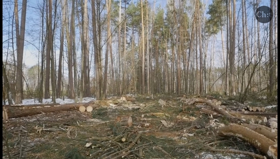 Лісова галузь дуже важлива для Чернігівщини