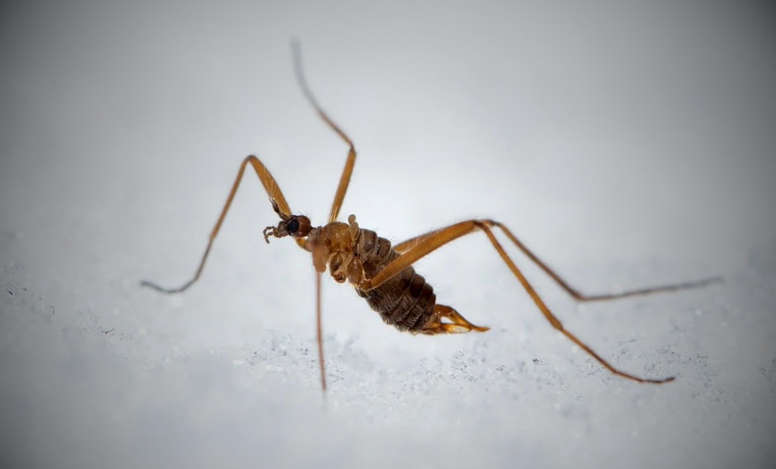 Не бояться морозу: на Чернігівщині помітили снігових мух