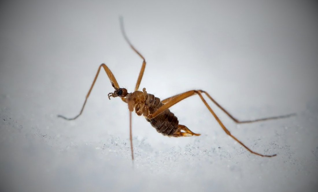 Не бояться морозу: на Чернігівщині помітили снігових мух