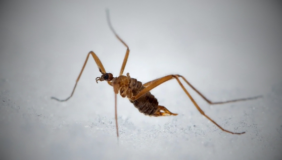 Не бояться морозу: на Чернігівщині помітили снігових мух