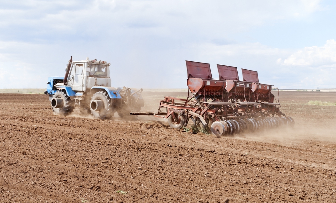 Посівна озимих-2023 у Чернігівщині: зменшилися площі під пшеницю, ріпак ще тримається