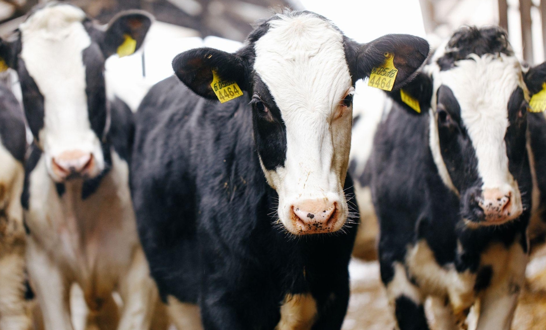 На Чернігівщині власники пастимуть корів до першого снігу?