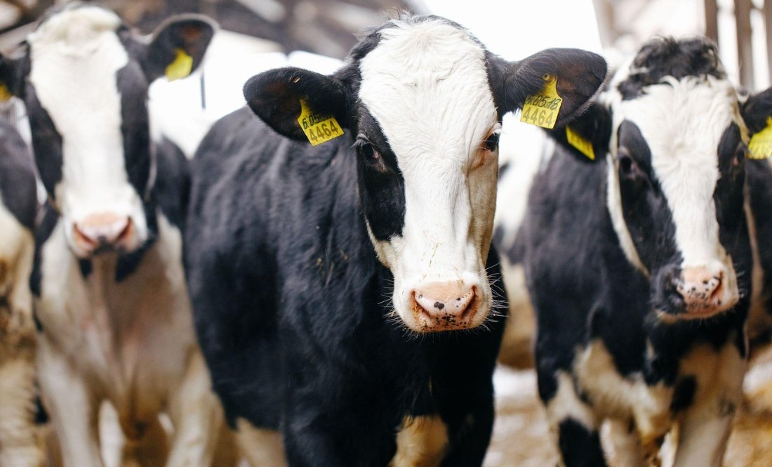 На Чернігівщині власники пастимуть корів до першого снігу?