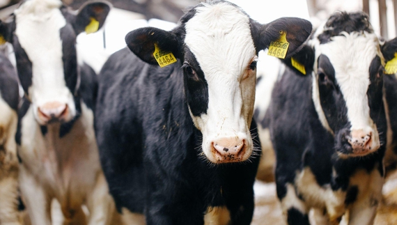 На Чернігівщині власники пастимуть корів до першого снігу?