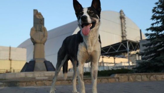 Собаками у Чорнобилі опікується американська організація