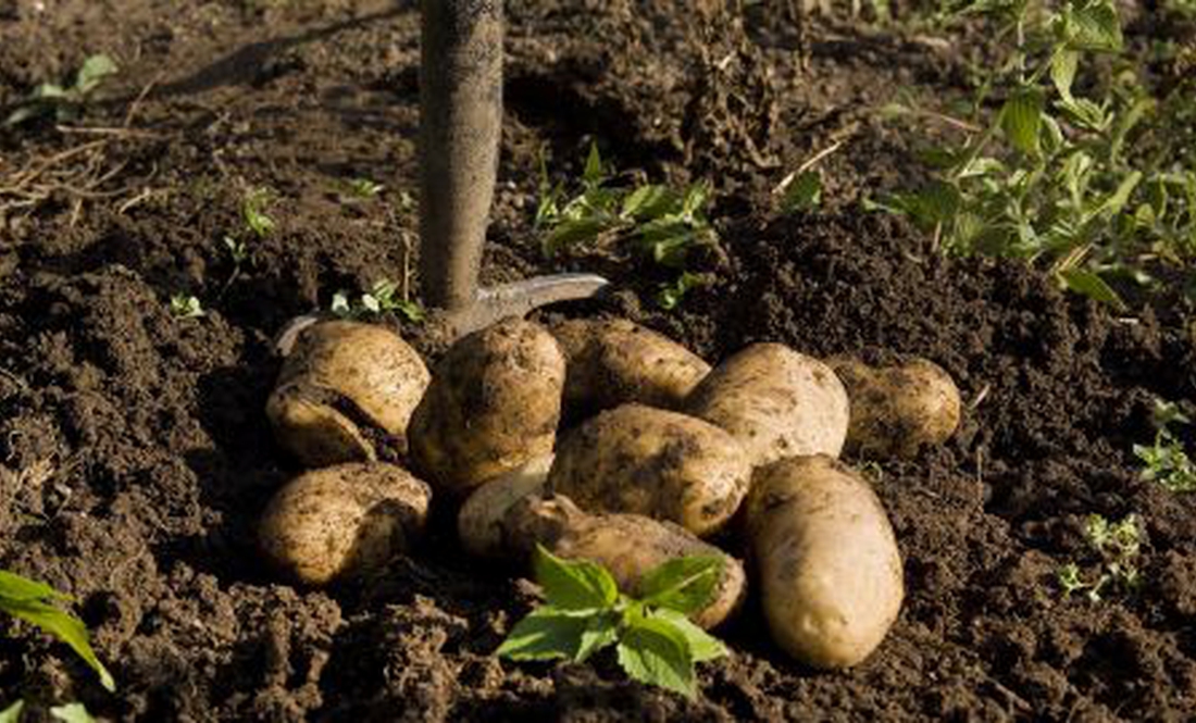 Копали картоплю, коли міни почали падали на городі. Марина Гернеса закрила собою чоловіка