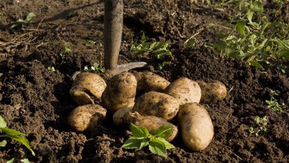 Копали картоплю, коли міни почали падали на городі. Марина Гернеса закрила собою чоловіка