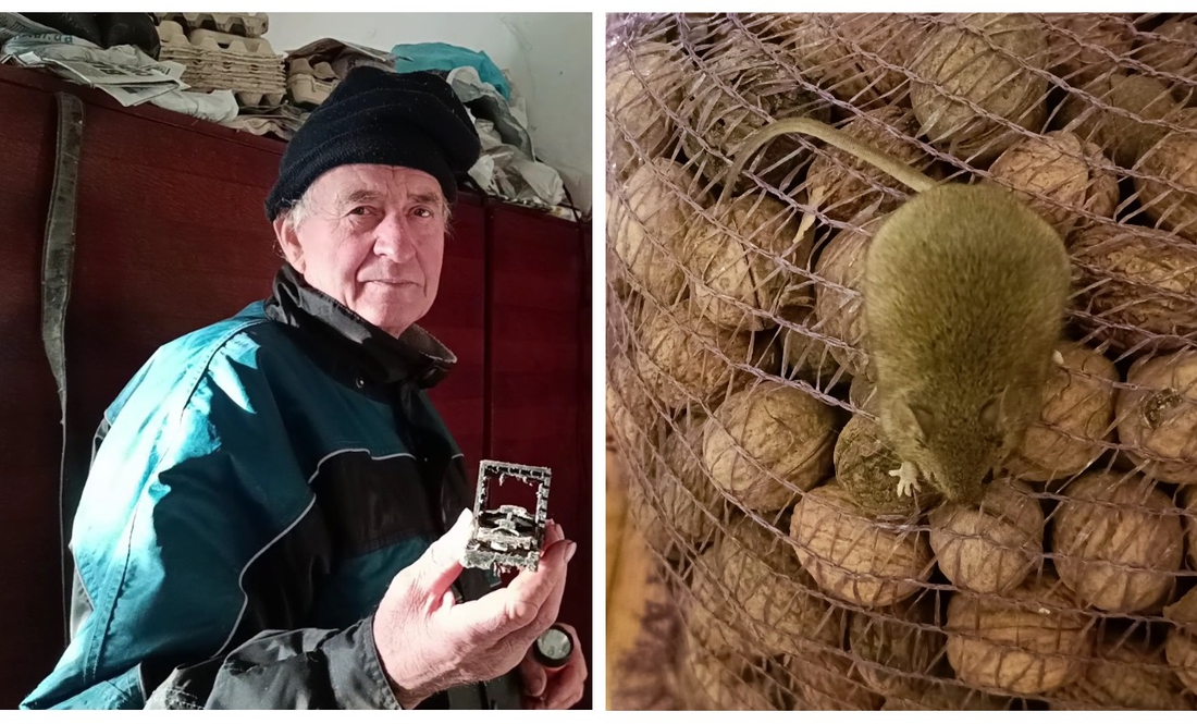 Мишей розвелося море: цього року справжня мишача навала