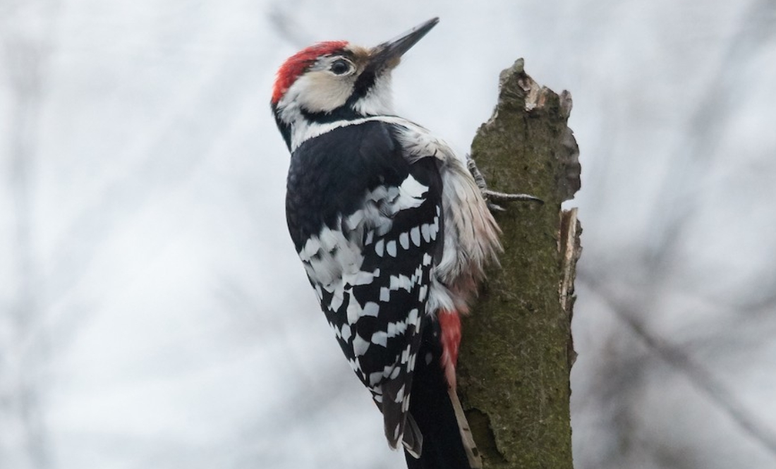 У старих лісах Чернігівщини мешкає рідкісний червонокнижний птах