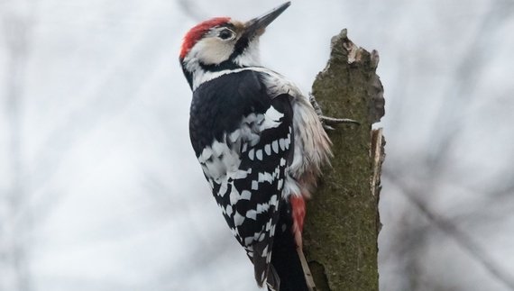 У старих лісах Чернігівщини мешкає рідкісний червонокнижний птах