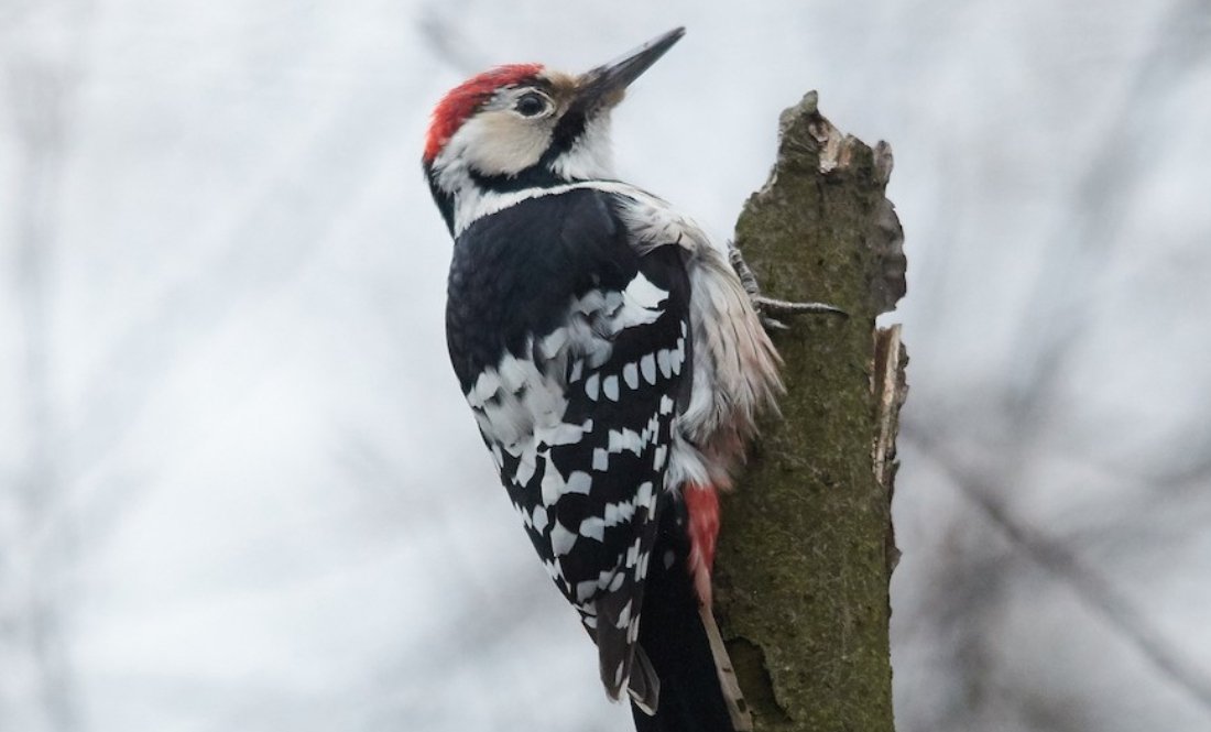 У старих лісах Чернігівщини мешкає рідкісний червонокнижний птах