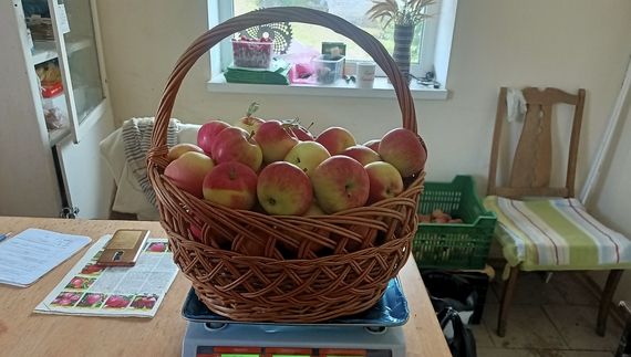 На Носівській дослідній станції яблука, алича та слива по 10, а персик по 30 гривень за кілограм