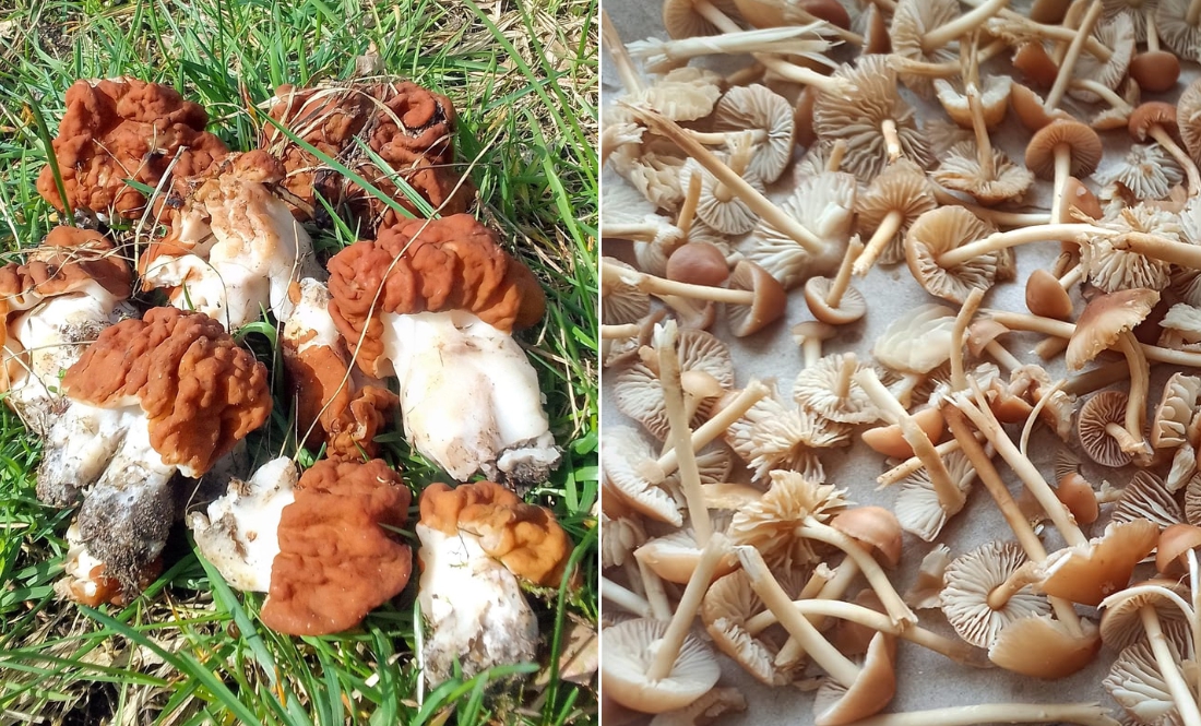 Грибники Чернігівщини ідентифікували отруйні та їстівні гриби