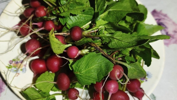 Жінка з Чернігівщини взимку вирощує редиску на городі