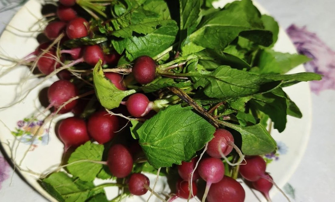 Жінка з Чернігівщини взимку вирощує редиску на городі