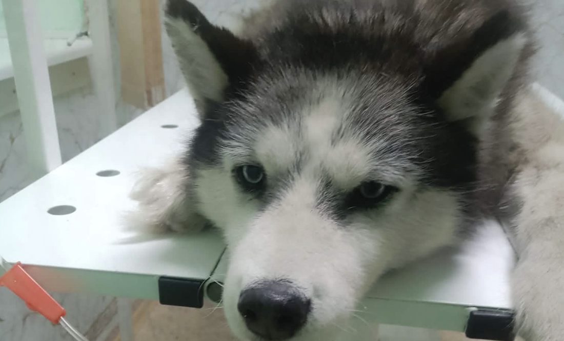 «Я кричала від болю»: невідомі отруїли собаку відомої зооволонтерки