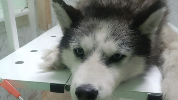 «Я кричала від болю»: невідомі отруїли собаку відомої зооволонтерки