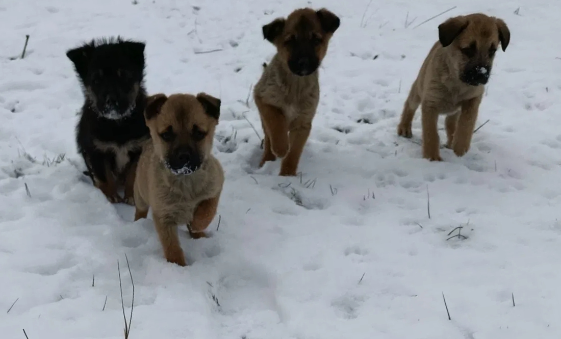 На подвір’ї покійних батьків жінка знайшла сімох цуценят