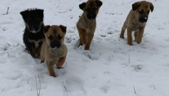 На подвір’ї покійних батьків жінка знайшла сімох цуценят