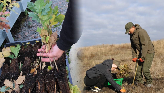 Лісівники планують висадити восени більше 3 млн сіянців - чекали на підходящі погодні умови